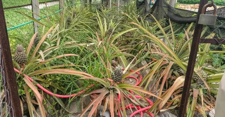 হানিকুইন জাতের আনারস চাষে সফল রাবির গবেষকরা
