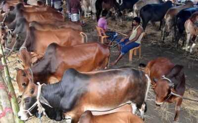 বেড়েছে মাঝারি ও ছোট আকারের গরুর দাম