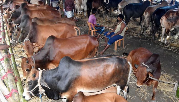 বেড়েছে মাঝারি ও ছোট আকারের গরুর দাম