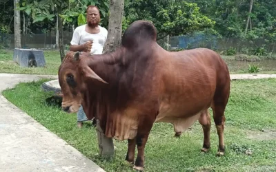 পটুয়াখালীর কলাপাড়ায় ১৬ মণের ‘রাজা বাহাদুর’র দাম ৫ লাখ