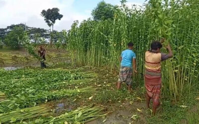 পাইকগাছায় পাট কাটা, জাগ দেওয়া, ধোয়া ও শুকানোয় ব্যস্ত চাষিরা