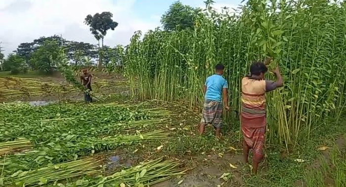 পাইকগাছায় পাট কাটা, জাগ দেওয়া, ধোয়া ও শুকানোয় ব্যস্ত চাষিরা